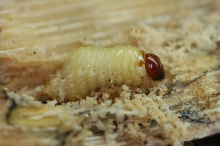 Bicudo da Cana Larva