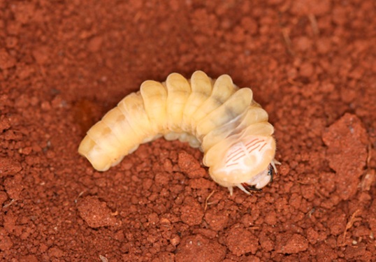 Migdolus Larva