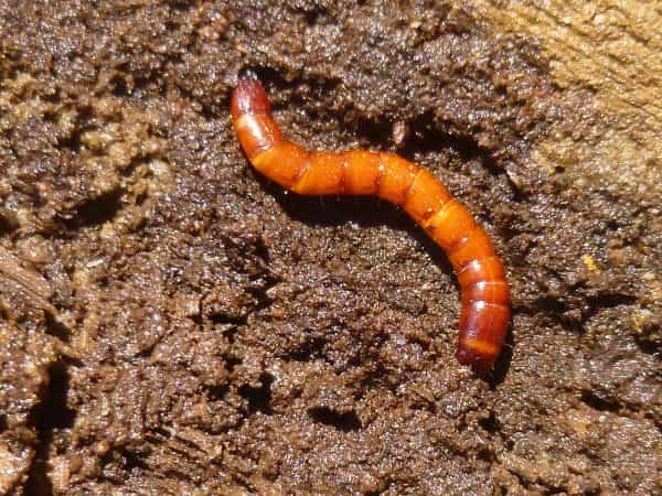 Verme-arame Larva